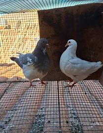 Coppia di movelli di grossa taglia