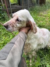SETTER INGLESE