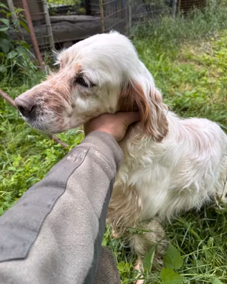 SETTER INGLESE