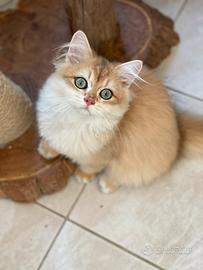 British longhair