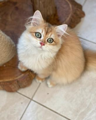 British longhair