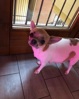 Chihuhahua