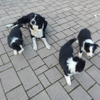 Cuccioli cane border collie