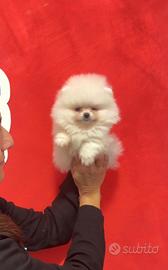 Splendida cucciolata POMERANIA "mini"