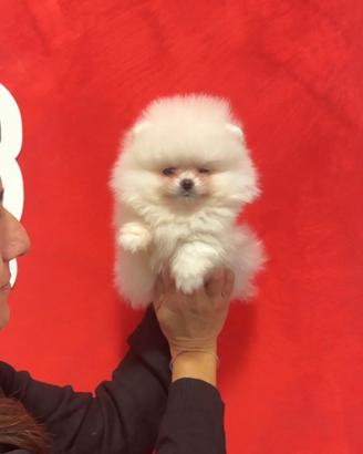 Splendida cucciolata POMERANIA "mini"