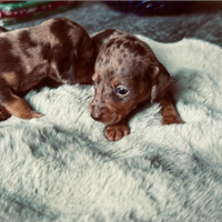 Cuccioli di bassotto tedesco