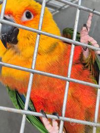 Pappagalli allevati a mano