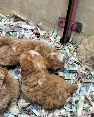 Ultimi cuccioli Maltipoo italiani taglia piccola