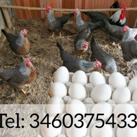 Galli Galline Livorno collo argento .U.o.V.a