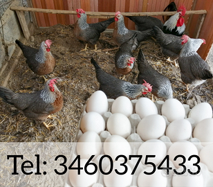 Galli Galline Livorno collo argento .U.o.V.a