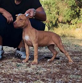 Pitbull UKC femmina 