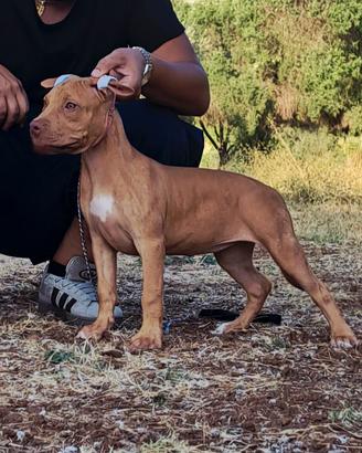 Pitbull UKC femmina 