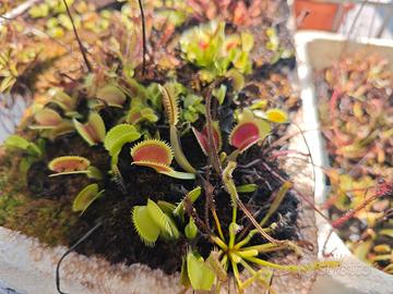 Dionea Sarracenia Drosera