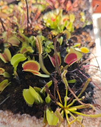 Dionea Sarracenia Drosera
