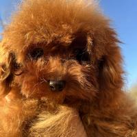 Barboncino maschio -8 mesi Pedigree ENCI