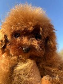 Barboncino maschio -8 mesi Pedigree ENCI