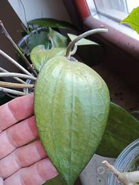 Hoya Piante Talee