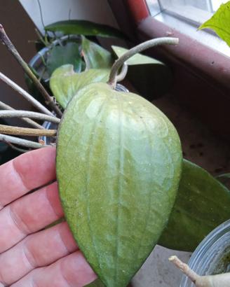 Hoya Piante Talee