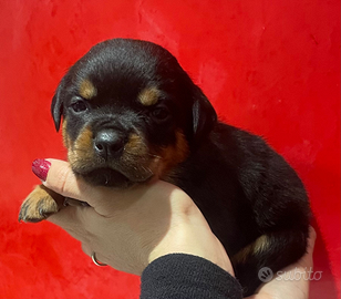 Cuccioli di Rottweiler con pedigree
