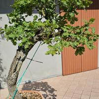 Quercia Roverella Bonsai