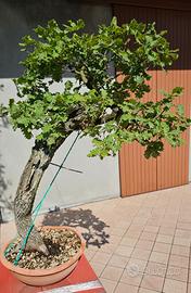 Quercia Roverella Bonsai