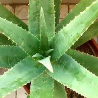 PIANTE ALOE BIOLOGICA