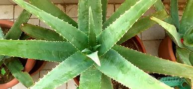 PIANTE ALOE BIOLOGICA