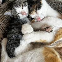 Gattina grigia di tre mesi e mamme