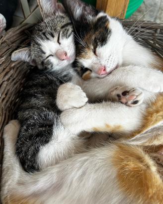 Gattina grigia di tre mesi e mamme