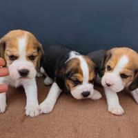Beagle pedigree enci