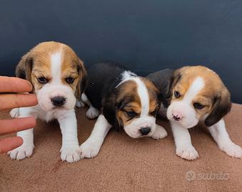 Beagle pedigree enci