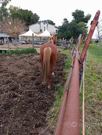 Vendita stallone anglo arabo