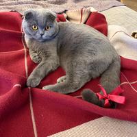 Scottish per accoppiamento