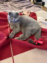 Scottish per accoppiamento