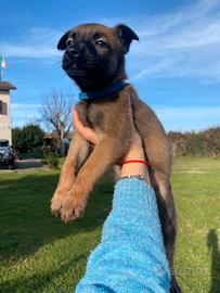 Cuccioli pastore belga malinois