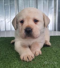 Cuccioli di Labrador Retriever