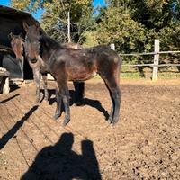 Puledro Maremmano 2025