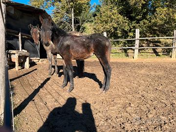 Puledro Maremmano 2025