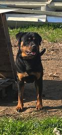 Rottweiler
