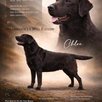 Cuccioli Labrador chocolate