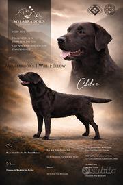 Cuccioli Labrador chocolate