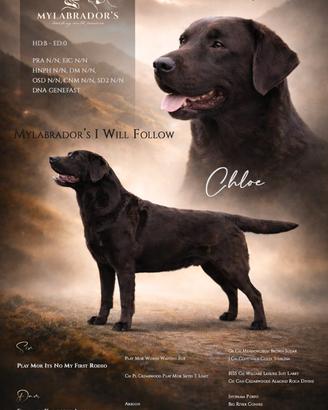 Cuccioli Labrador chocolate