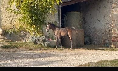 Puledro arabo doc APA