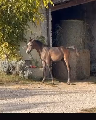 Puledro arabo doc APA