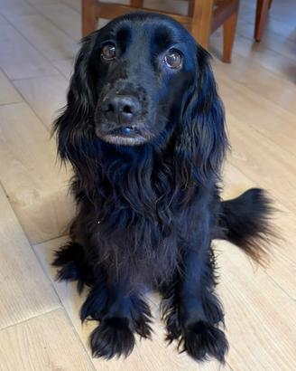 Cane in Adozione