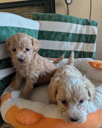 Maltipoo toy