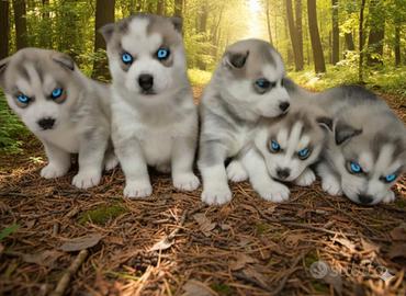 Husky di razza genitori visibili