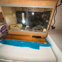 Geco leopardino + termostato + terrario