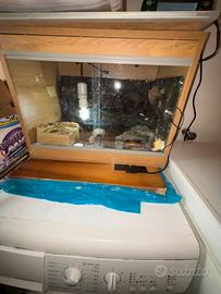Geco leopardino + termostato + terrario