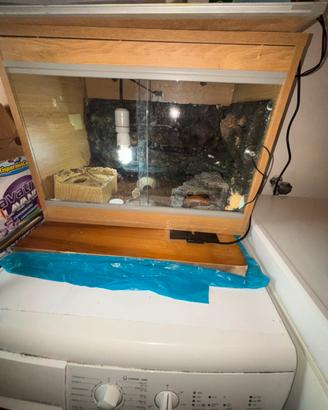 Geco leopardino + termostato + terrario
